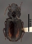Minuthodes sexualis PT dorsal habitus czp5