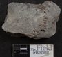 PP 49645 [HS, M] Sphenopteris whitii Bell, Middle Pennsylvanian, Danville Coal / No. 7 Coal Bed, United States of America, Indiana, Sullivan