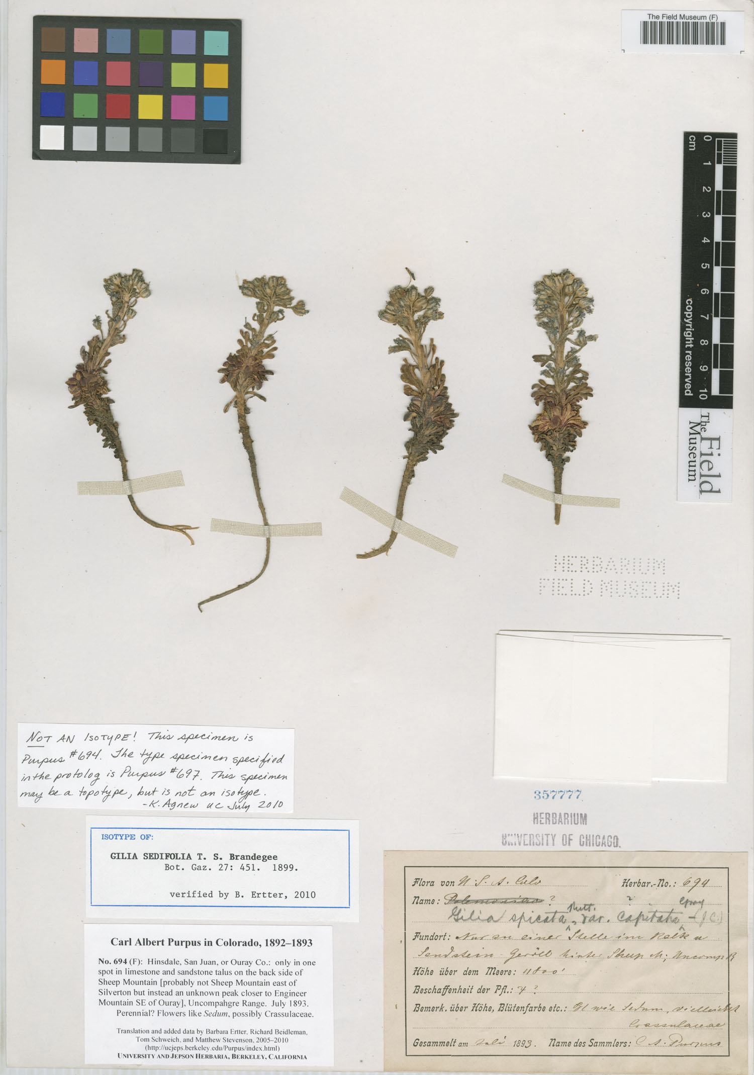 Gilia sedifolia Brandegee