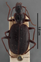 Platynus teriolensis var lombardus PT dorsal habitus czm4