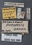 Anchomenus parabilis PT labels