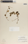 Peperomia hylophila C. DC., Guatemala, A. Molina R. 21302, F