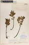 Peperomia humilis A. Dietr., Guatemala, P. C. Standley 80757, F