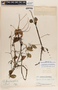 Peperomia humilis A. Dietr., Guatemala, P. C. Standley 58503, F
