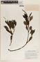 Peperomia humilis A. Dietr., Guatemala, J. A. Steyermark 47216, F