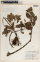 Peperomia humilis A. Dietr., Guatemala, J. A. Steyermark 46736, F
