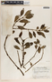 Peperomia humilis A. Dietr., Guatemala, J. A. Steyermark 46877, F