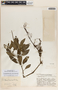 Peperomia humilis A. Dietr., Guatemala, J. A. Steyermark 32835, F