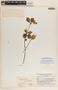 Peperomia humilis A. Dietr., Guatemala, J. A. Steyermark 36352, F