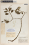 Peperomia humilis A. Dietr., Guatemala, J. A. Steyermark 32613, F