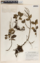 Peperomia humilis A. Dietr., Guatemala, J. A. Steyermark 50650, F