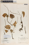 Peperomia lanceolatopeltata C. DC., Guatemala, P. C. Standley 78047, F