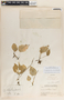 Peperomia lanceolatopeltata C. DC., Guatemala, P. C. Standley 77486, F
