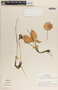 Peperomia lanceolatopeltata C. DC., Guatemala, L. O. Williams 41383, F