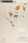 Peperomia lanceolatopeltata C. DC., Guatemala, A. Molina R. 25308, F