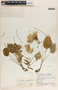 Peperomia lanceolatopeltata C. DC., Guatemala, J. A. Steyermark 30874, F