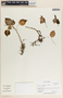 Peperomia lignescens C. DC., Panama, J. R. Grant 92-2245, F