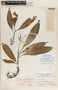 Peperomia lancifolia Hook., Guatemala, J. A. Steyermark 37444, F