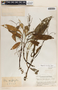 Peperomia lancifolia Hook., Guatemala, P. C. Standley 68243, F