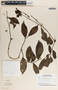 Peperomia macrostachyos (Vahl) A. Dietr., Panama, T. B. Croat 8151, F