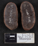 PP 49922 [HS, M] Plantae, Desmoinesian, Verdigris Formation, United States of America, Missouri, Henry
