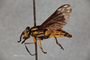4099663 Chrysops aberrans M h l CF3 P2 HF32 IN