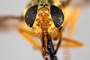 4099664 Chrysops aberrans hd CF4 P3 HF30 IN