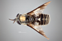 4099668 Chrysops aestuans h d CF3 P1 HF28 IN