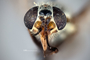 4099668 Chrysops aestuans hd CF4 P3 HF32 IN