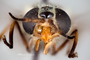 4099671 Chrysops aestuans hd CF4 P3 HF43 IN