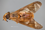 4099691 Chrysops brunneus h d CF3 P3 HF22 IN