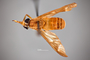 4099700 Chrysops brunneus h d CF3 P1 HF21 IN