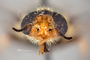 4099704 Chrysops callidus F hd CF4 P3 HF33 IN