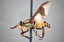 4099706 Chrysops callidus h l CF3 P1 HF33 IN