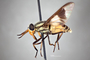4099710 Chrysops callidus h l CF3 P1 HF32 IN