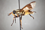 4099714 Chrysops callidus h l CF3 P1 HF42 IN