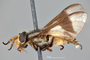 4099723 Chrysops callidus h l CF3 P3 HF45 IN