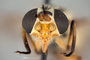 4099727 Chrysops callidus F hd CF4 P3 HF37 IN