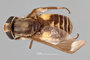 4099729 Chrysops callidus h d CF3 P3 HF27 IN