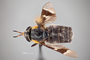 4099737 Chrysops carbonarius h d CF3 P1 HF28 IN