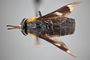 4099749 Chrysops cincticornis h d CF3 P1 HF22 IN