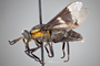 4099749 Chrysops cincticornis h l CF3 P1 HF34 IN