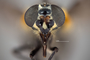 4099749 Chrysops cincticornis hd CF4 P3 HF32 IN