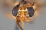 4099770 Chrysops flavida hd CF4 P3 HF30 IN