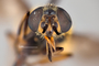4099785 Chrysops frigidus hd CF4 P3 HF34 IN