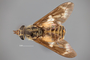 4099788 Chrysops fulvaster h d CF3 P3 HF16 IN