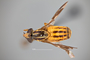 4099809 Chrysops hinei h d CF3 P3 HF22 IN