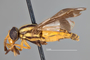 4099809 Chrysops hinei h l CF3 P3 HF35 IN