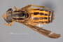 4099811 Chrysops hinei h d CF3 P3 HF17 IN