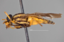 4099811 Chrysops hinei h l CF3 P3 HF24 IN